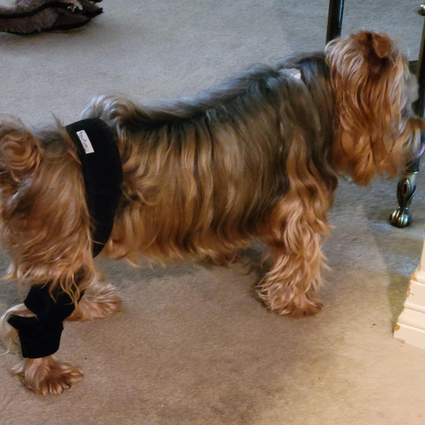 Dog Knee Brace for Torn ACL Hind Leg, Canine Leg Support for ACL/CCL & Cruciate Ligament Conditions, Arthritis Support, Adjustable & Durable, Black, Size M customer photo 2