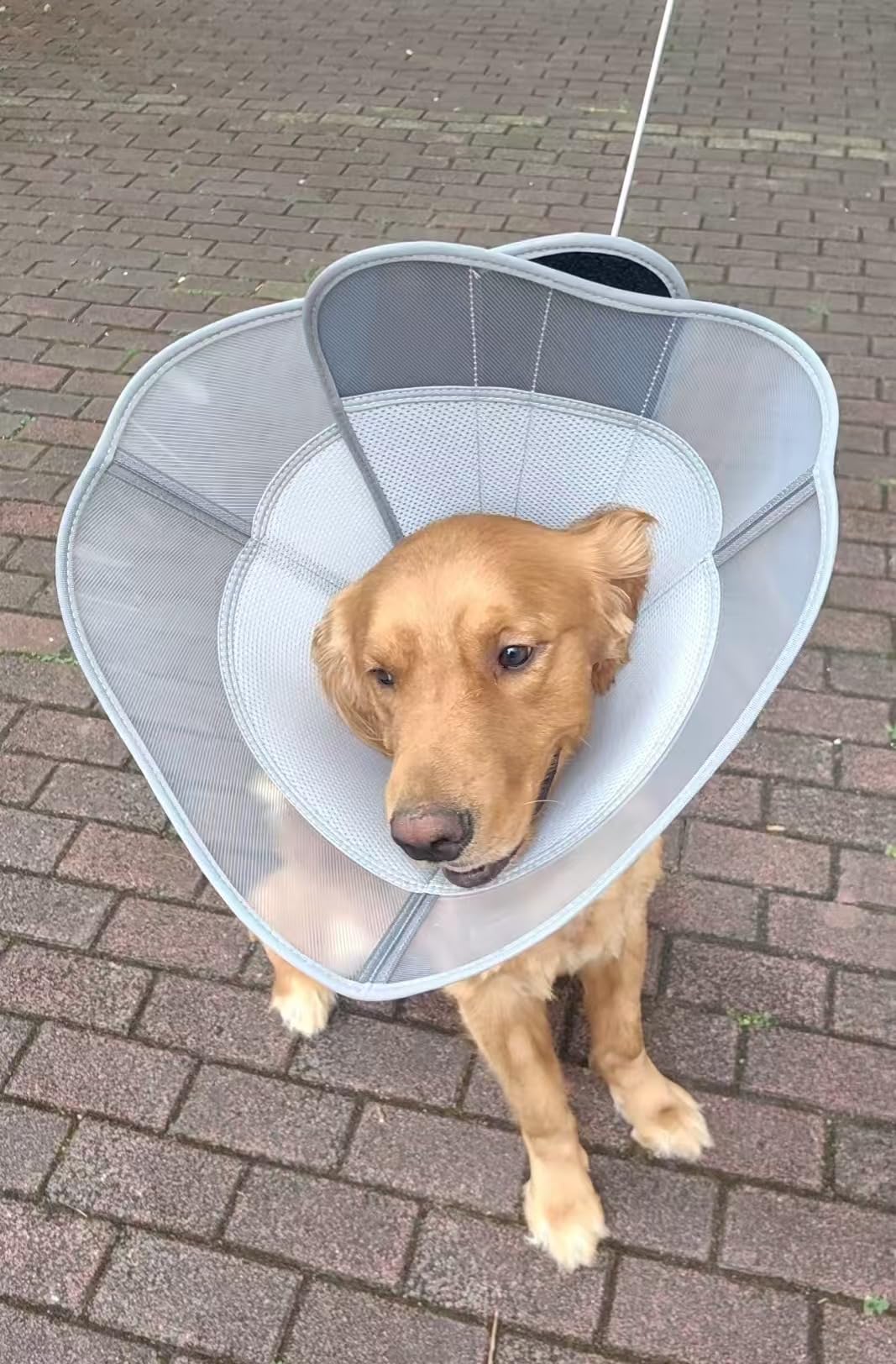 Dog Cone to Stop Licking, Soft Dog Cone Collar Alternative After Surgery | Adjustable Transparent Recovery Collar, For Large Medium Dogs, Breathable Elizabethan E-Collar, Black, L customer photo 1