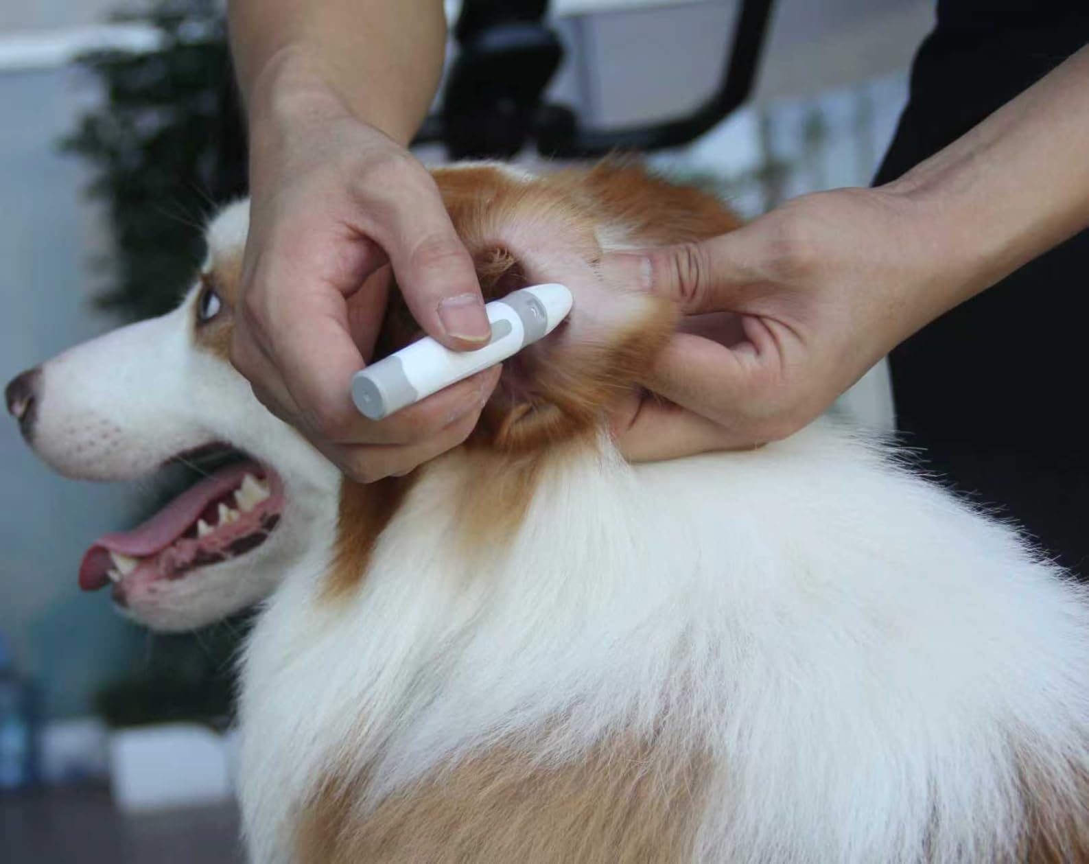 IMPet Glucose Monitoring Kit for Dogs & Cats, Pet Blood Sugar Monitor with 100 Strips, 100 Lancets and 1 Pet-Specific Lancing Device, Pain-Free, Easy Shuttle & No-Coding (PGB-Q1) customer photo 1