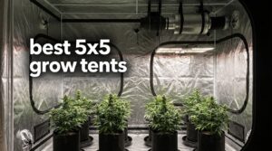 best 5x5 grow tents