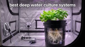 best deep water culture systems