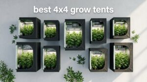 best 4x4 grow tents