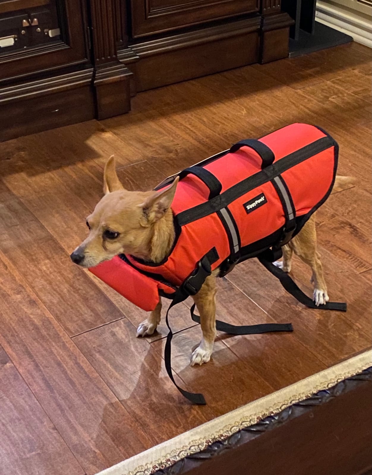 ZippyPaws Adventure Dog Life Jacket - Dog Life Vest for Swimming & Boating customer photo 2