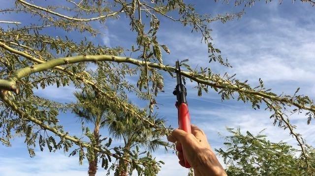 Corona Clipper BP 4214D Flex Dial Bypass Pruner With Comfort Gel Grips, 3/4 Inch, Red/Black customer photo 1