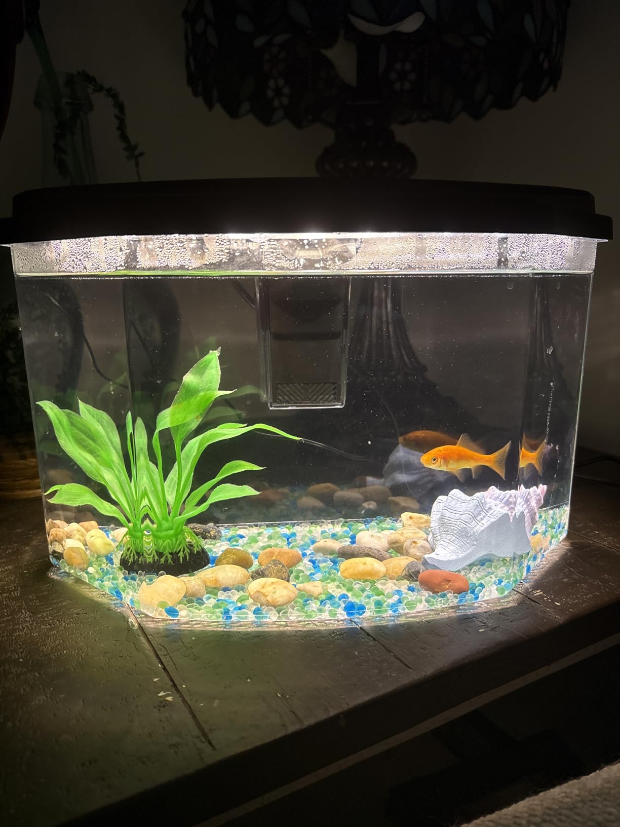 Koller Products Plastic 3-Gallon Aquarium Starter Kit with 4 Colors LED Lighting and Complete Filtration, Ideal for a Variety of Tropical Fish, Betta Fish, Tropical Fish, Cichlids, Ornamental Shrimp customer photo 2