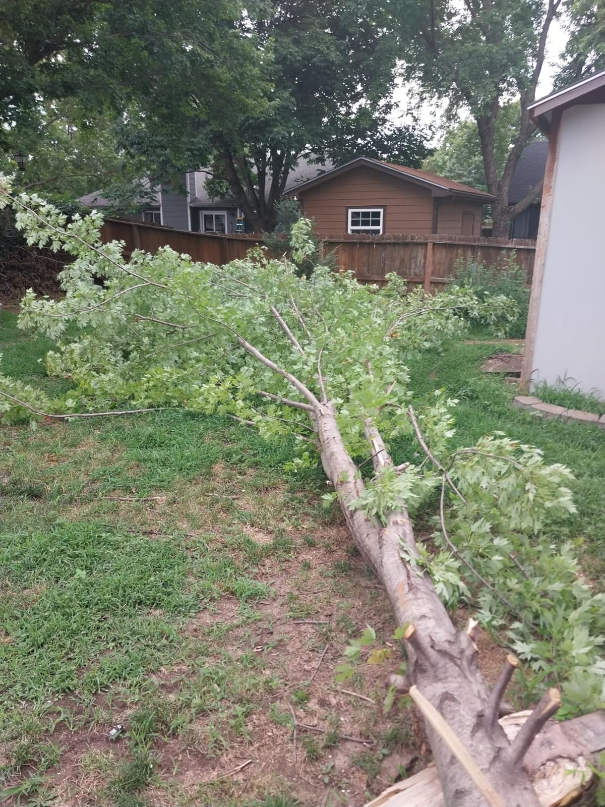 CRAFTSMAN Mini Chainsaw, 10 inch Mini Chainsaw Cordless, Electric Chain Saw, V20 Battery and Charger Included, Handheld Tree Trimmer Wood Cutter (CMCCS610D1) customer photo 1