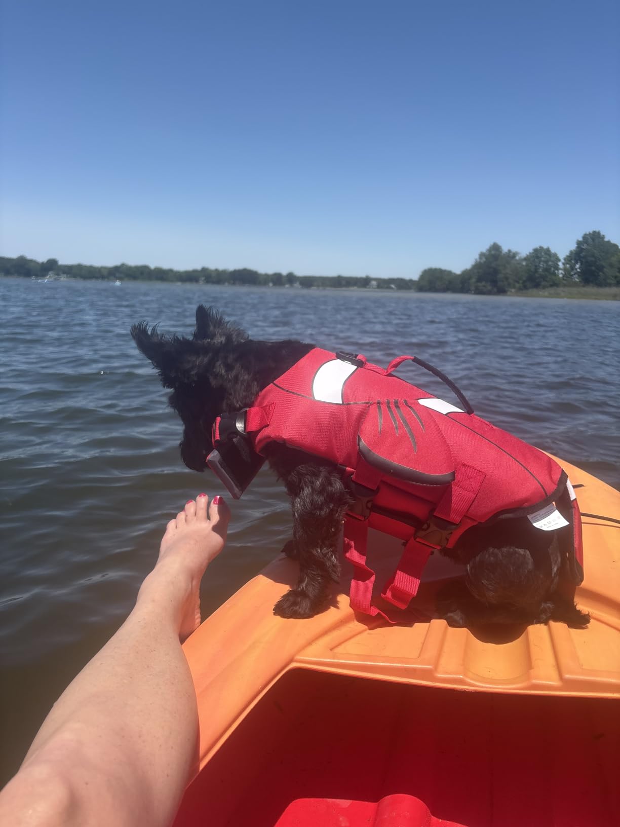 DENTRUN Dog Life Jacket for Swimming Boating, High Visibility Safety Vest customer photo 1