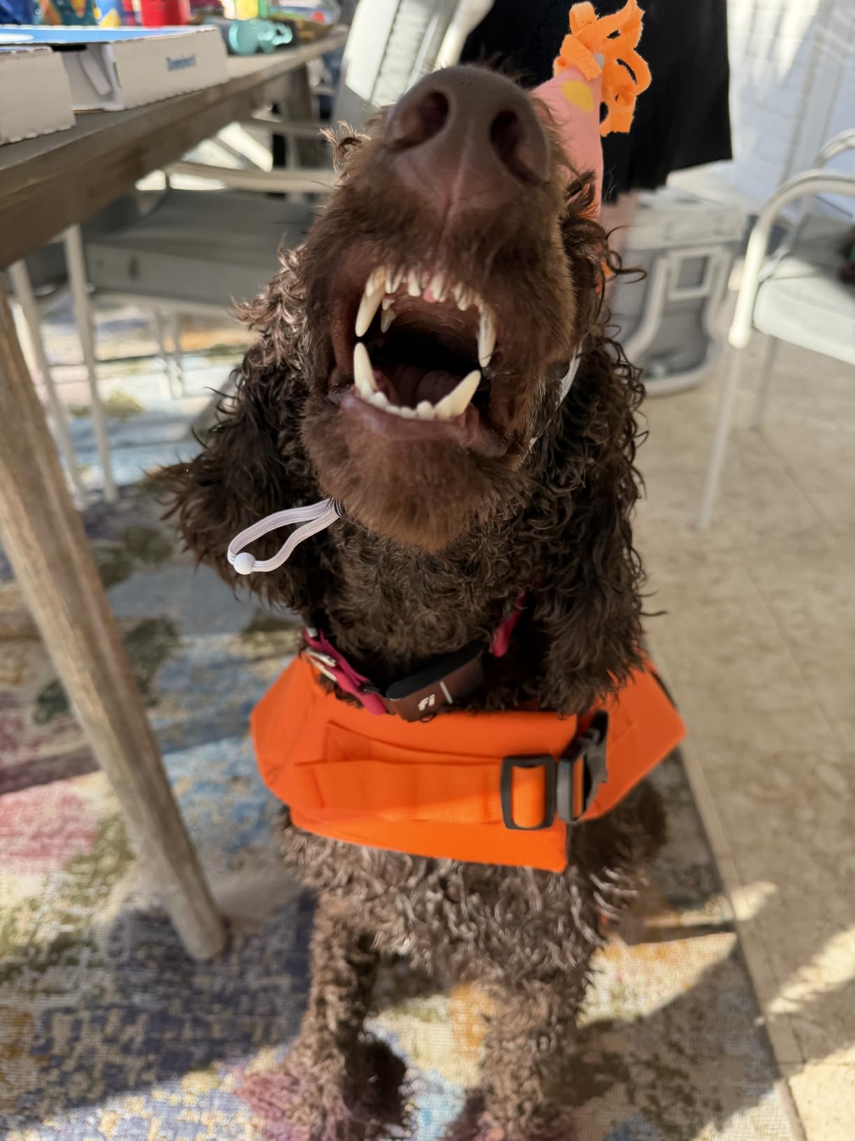 DENTRUN Dog Life Jacket for Swimming Boating, High Visibility Safety Vest customer photo 2