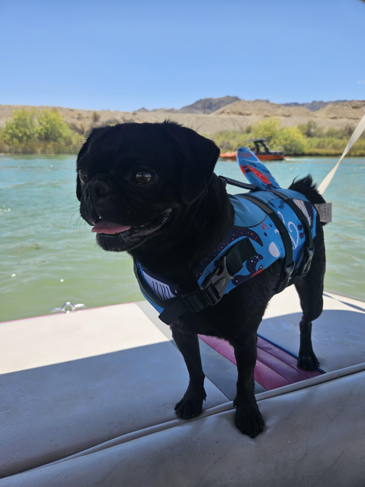 ASENKU Dog Life Jacket - Pet Safety Vest for Swimming & Boating, Shark Life Jacket with Floatation, Dog Lifesavers Swimsuits for Small Medium Large Dogs (Green, S) customer photo 1