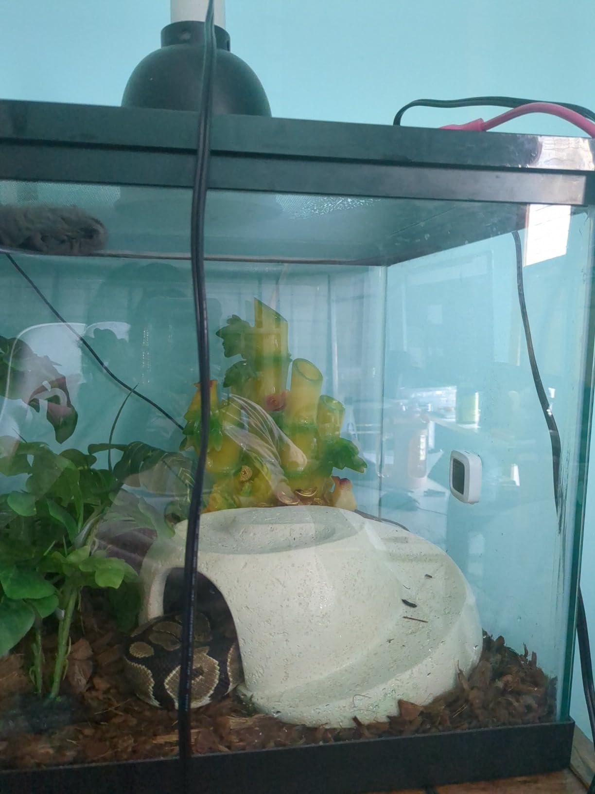 Fluker's Deep Thermal Heat Lamp for Reptiles with Carbon Infrared Technology, for All Reptile Tanks, Great for Basking, 100 Watt customer photo 2