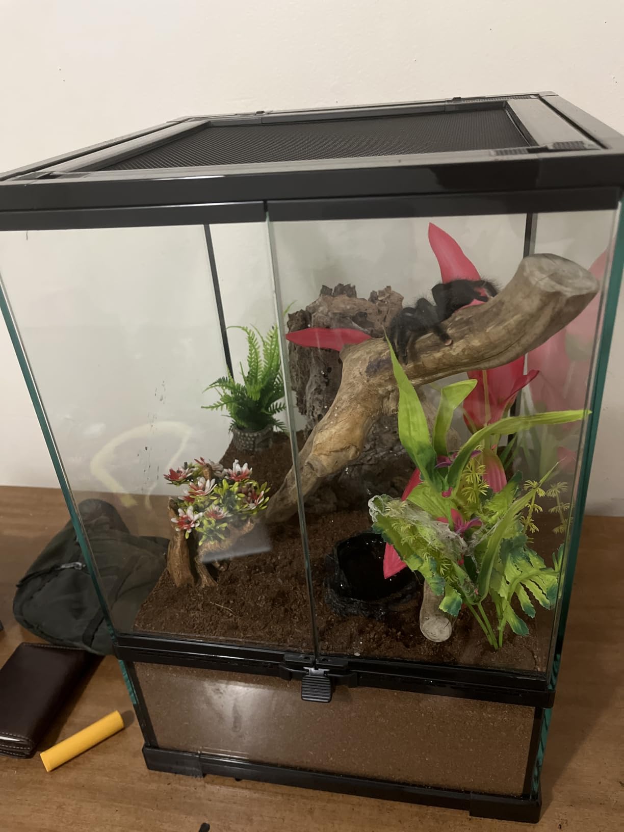 11 Gallon Tall Reptile Glass Tank 12
