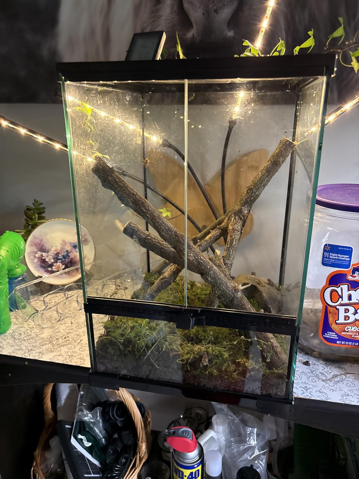 11 Gallon Tall Reptile Glass Tank 12