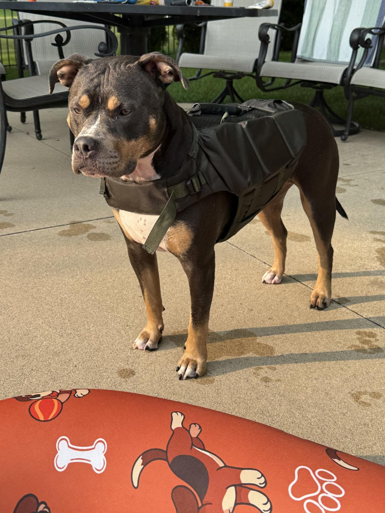 Noah & Paw Dog Life Jacket, 3X Foam Life Vest, Rescue Handle, Small 16-20in customer photo 1