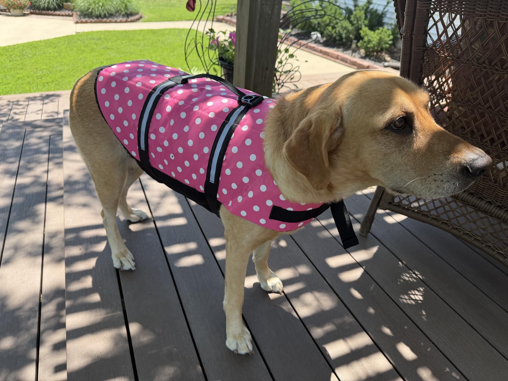 Doglay Dog Life Jacket, Dog Life Vest for Swimming Boating, Adjustable Puppy Life Jacket with Reflective Stripes, Superior Buoyancy Pet Swimming Vest for Small Medium and Large Dogs customer photo 1