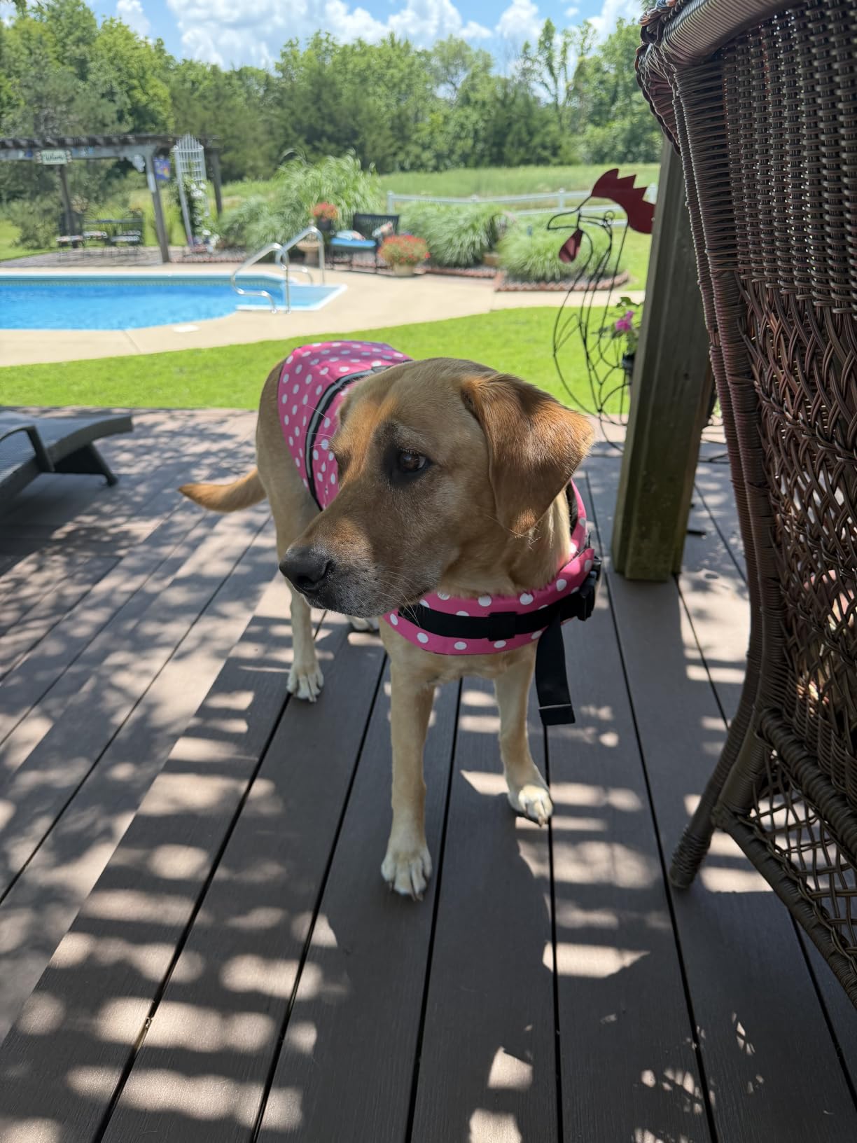 Doglay Dog Life Jacket, Dog Life Vest for Swimming Boating, Adjustable Puppy Life Jacket with Reflective Stripes, Superior Buoyancy Pet Swimming Vest for Small Medium and Large Dogs customer photo 2