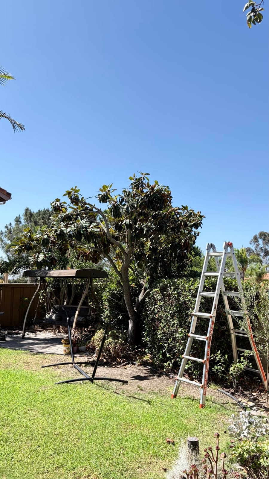 SEESII 6-in-1 Cordless Pole Saw & Hedge Trimmer Combo, Brushless Motor customer photo 1