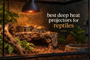 best deep heat projectors for reptiles